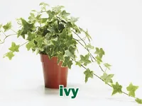 Definition of the word <b>ivy</b>