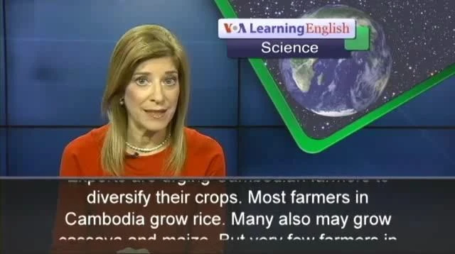 Cambodian Farmers Are Growing More Vegetables
