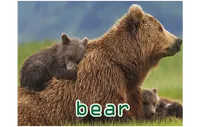 Definition und Aussprache von bear