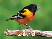 Definition und Aussprache von bird