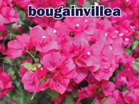 Definition & pronunciation of <strong>bougainvillea</strong>