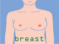 Definition & pronunciation of <strong>breast</strong>
