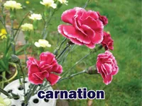 Definition & pronunciation of <strong>carnation</strong>