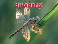 Definition & pronunciation of <strong>dragonfly</strong>