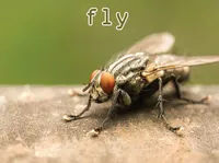 Definition und Aussprache von fly
