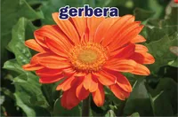 Definition & pronunciation of <strong>gerbera</strong>
