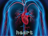 Definition & pronunciation of <strong>heart</strong>