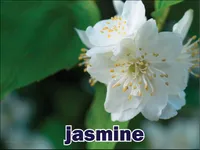 Definition & pronunciation of <strong>jasmine</strong>