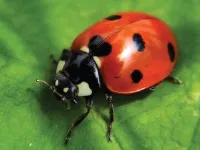 Definition & pronunciation of <strong>ladybug</strong>