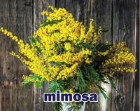Definition & pronunciation of <strong>mimosa</strong>