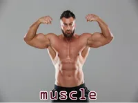 Definition & pronunciation of <strong>muscle</strong>