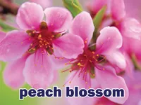 Definition & pronunciation of <strong>peach blossom</strong>