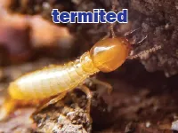 Definition & pronunciation of <strong>termite</strong>