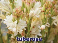 Definition & pronunciation of <strong>tuberose</strong>